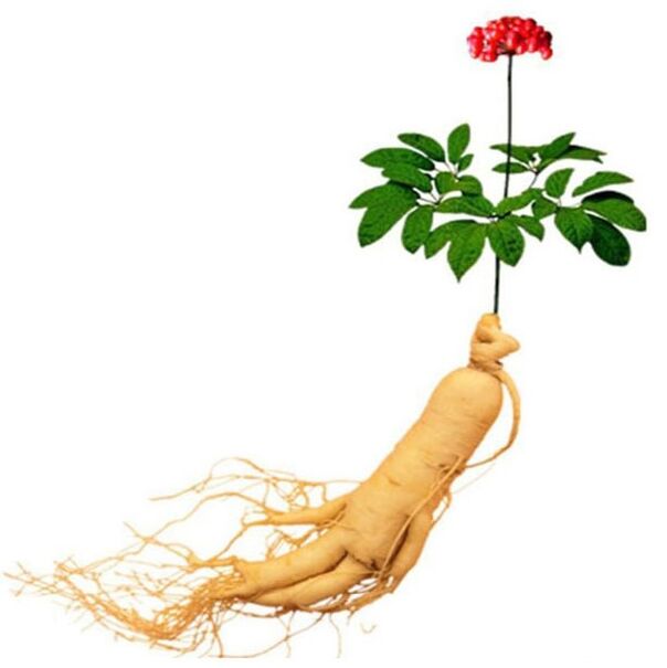Ginseng root in Xtrazex (1)