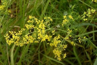 Real Bedstraw