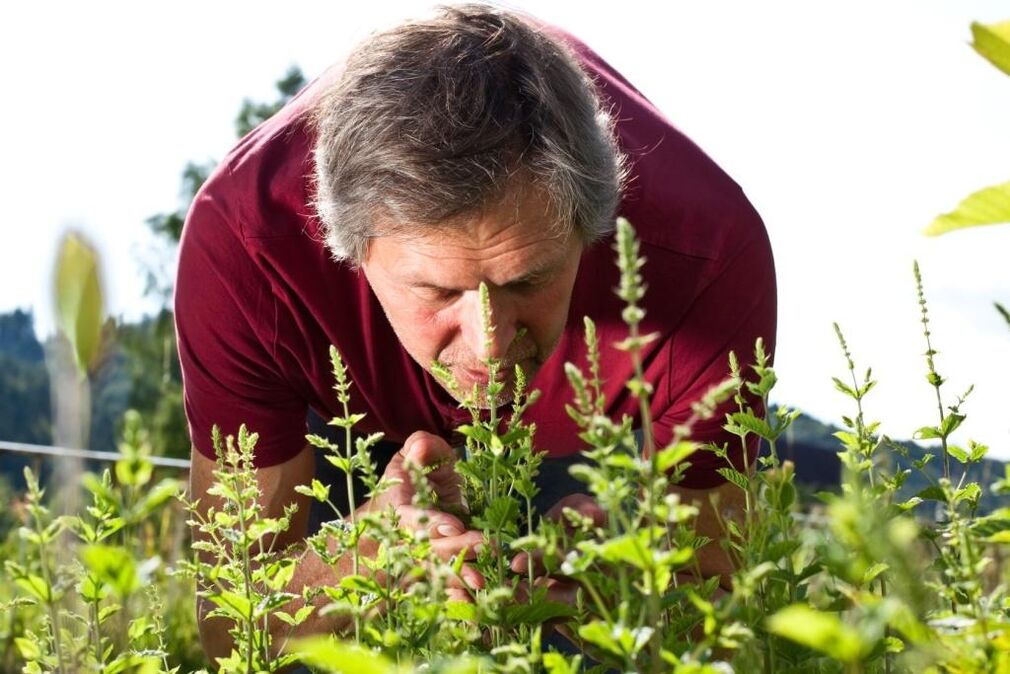 Various plants help to restore male strength