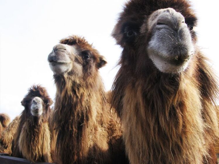 a camel and its stomach for potency